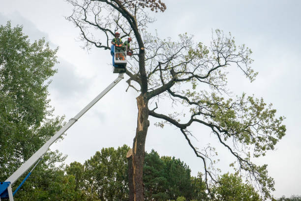 Best Hazardous Tree Removal  in Port Townsend, WA